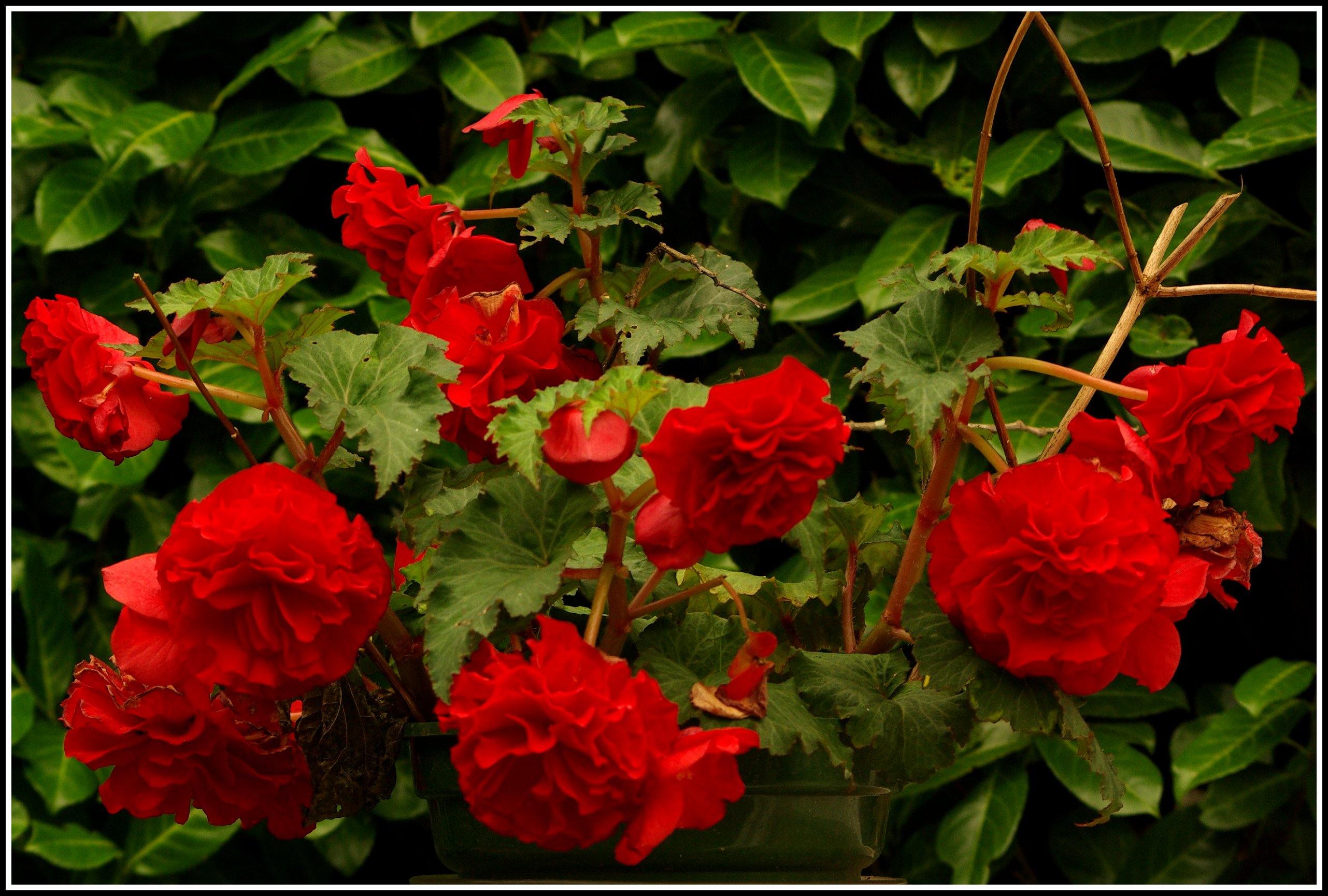 بگونیای غده ای